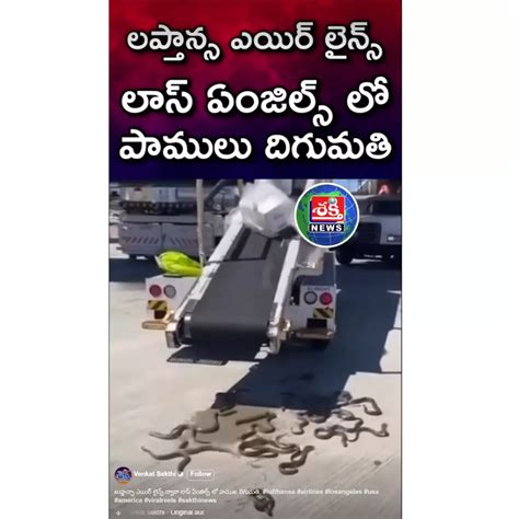 Fact Check: Los Angeles snakes’ import goes loose on airport tarmac? No ...