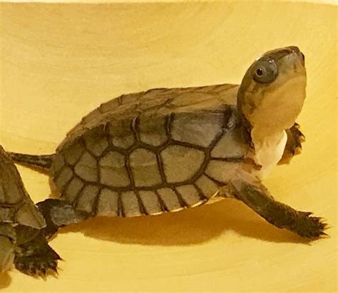 Image result for Japanese Box Turtle