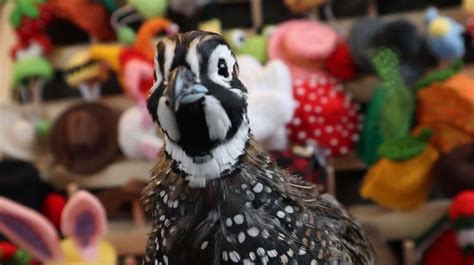 New Milford, CT farmer's hat-wearing pet quails are TikTok stars