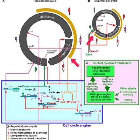 Image result for Cell Cycle Control Systems