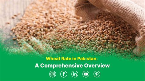 Wheat Rate in Pakistan: A Comprehensive Overview - Agribusiness Pakistan