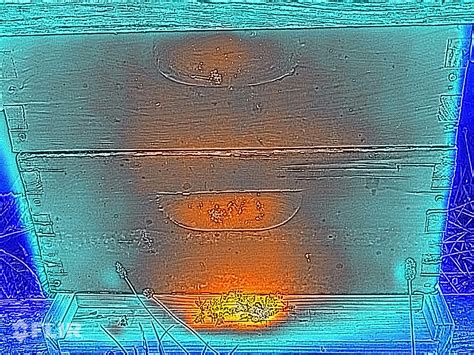 Thermography, or, Who Says Insects are All Cold-Blooded? | The Backyard ...