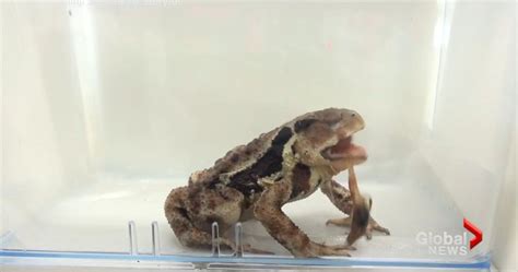 Exploding Toads Video 的图像结果