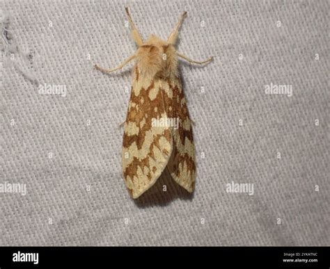 Spotted Tussock Moth (Lophocampa maculata Stock Photo - Alamy