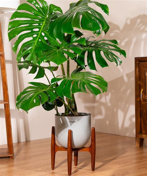 Monstera Deliciosa with Extra Large Self Watering Pot – shop.kyari