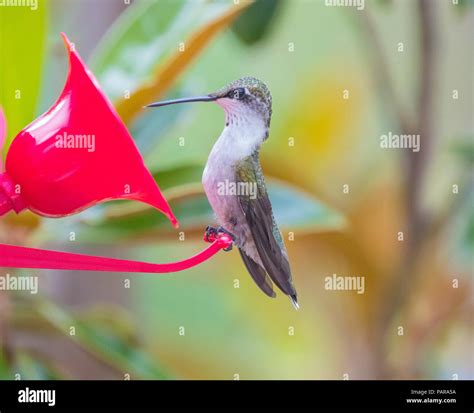 Hummingbirds in North Carolina Stock Photo - Alamy