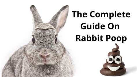 Rabbit Evolution Coin Poop 的图像结果