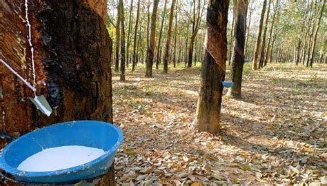 Hindustan Rubber Trading Company::The Leaders in Domestic & Imported ...