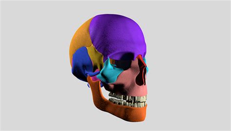 3D human skull model - TurboSquid 1310366