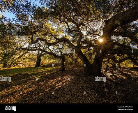 Coast Live Oaks (Quercus agrifolia) at Garland Ranch Regional Park ...