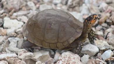 Image result for Japanese Box Turtle