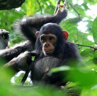 Chimp Using Fire 的图像结果