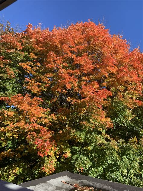 Family Tree Hike: Fruits, Cones, and Nuts: How do trees reproduce? - Awbury Arboretum ...