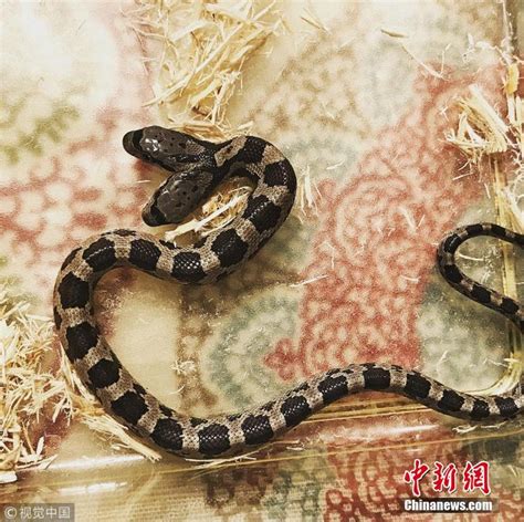 罕见双头蛇成家庭宠物 拥有“双重性格”[1]- 中国日报网