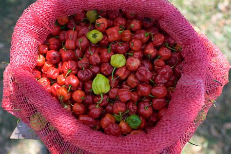 18 Authentic Souvenirs To Bring Home From Jamaica | Sandals