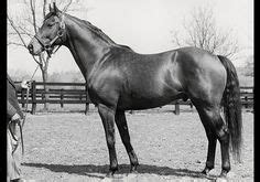 Girls Can Be Ruffians Too | Horses, Secretariat horse, Thoroughbred ...