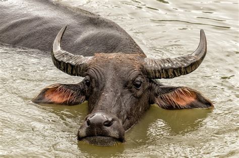 Image result for Crocodileandy Java Server IP
