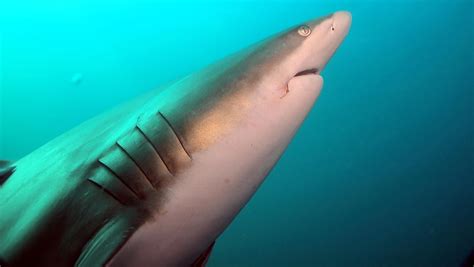 Are Sharks Mammals? - WorldAtlas