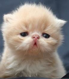 gatti persiani gatti persiani tutto per gatti persiani gatti persiani gatti persiani tutto per gatti persiani