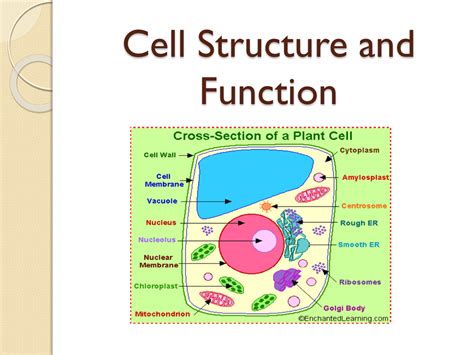 Cell Structure and Function 的图像结果