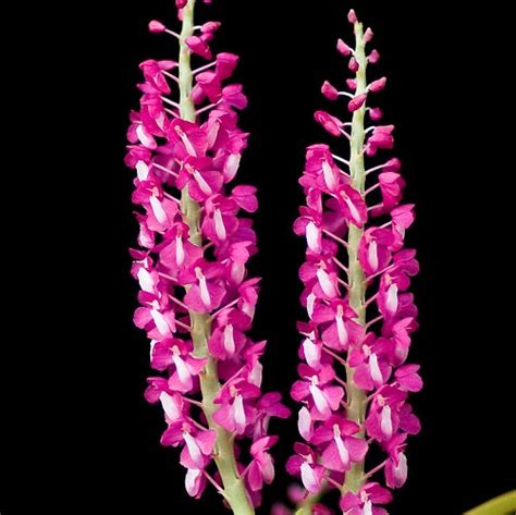Dyakia hendersoniana 'Hawai' sp. – EXOTICA ORCHIDS