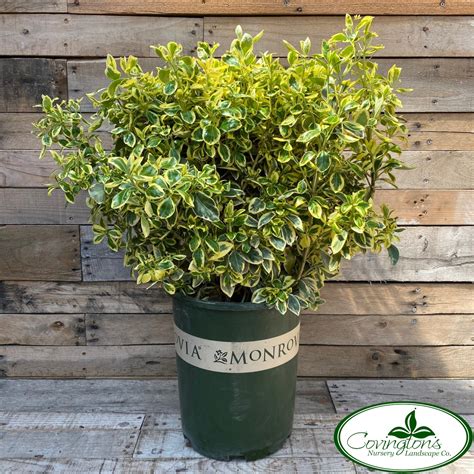 EUONYMUS silver king – Covingtons