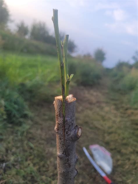 Late season grafting experiments only. Using green wood cuttings, Plastilina, tbuds, chips, and ...
