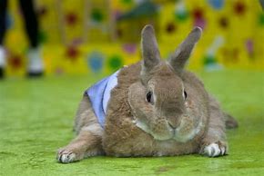 Image result for Cute Fat Bunny