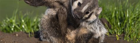 Download wallpaper grass, pose, legs, face, sitting, badger, American ...