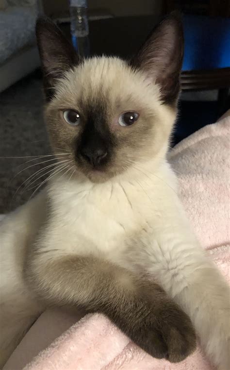 Top 10 most popular cat breeds in the u s friendliest cat breeds 10 of the most adorable and ...