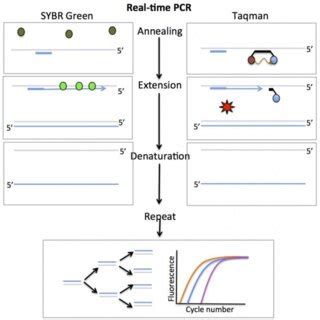 Image result for Real-Time PCR For Dummies