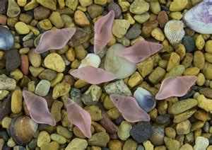 Image result for Mini Conch Shell
