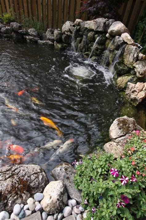 Butterfly Spanish Tutorial 的图像结果