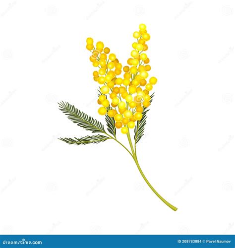 Branch Of Mimosa Or Silver Wattle With Bipinnate Leaves And Yellow ...