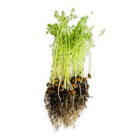 Buy Microgreen Seeds Online India | High on Nutrients | AllThatGrows