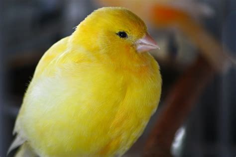 Shocking Yellow Items in Nature & Design - Discover Now!