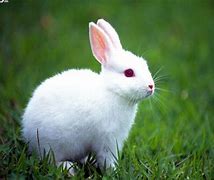 Image result for White Baby Bunny at Vet