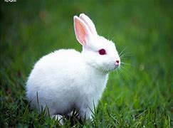 Image result for White Bunny with Black Eyes