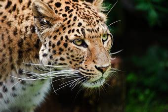 Leopardo | Jaguar animal, Wild cats, Animals