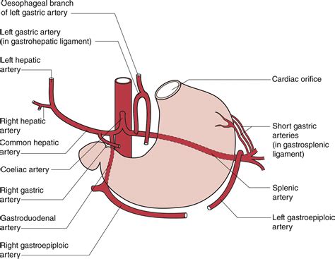 The Abdomen | Radiology Key