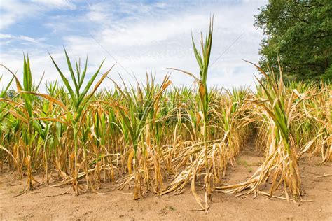 植物农业破坏在阳光下干枯的玉米作物中干旱缺少短高清图片下载-正版图片307764678-摄图网