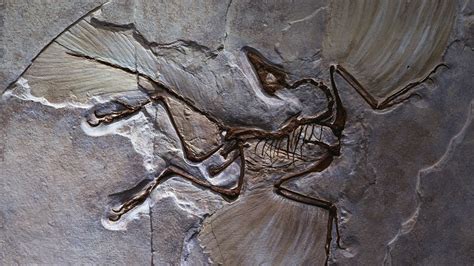 Image result for Rarest Fossils