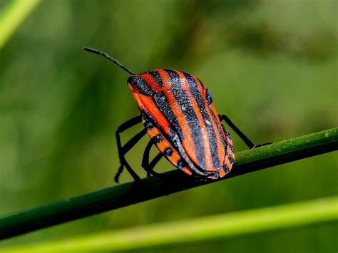 A red and black bug sitting on top of a green leaf photo – Free Poland ...