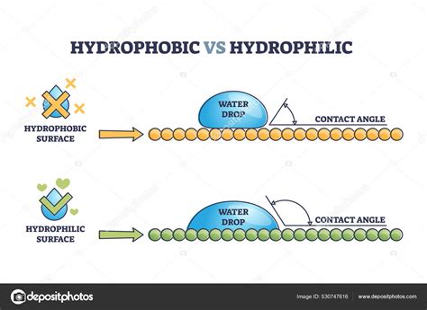 Have Both A Hydrophobic End And A Hydrophilic End