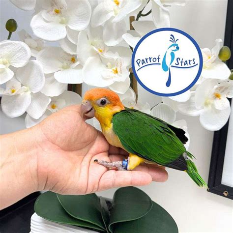 Baby White Bellied Caique Available at Parrot Stars!