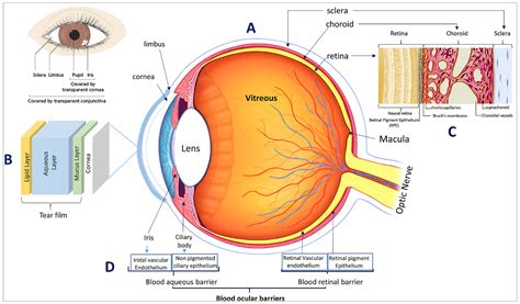 Posterior Segment Ophthalmic Drug Delivery: Role of Muco-Adhesion with ...