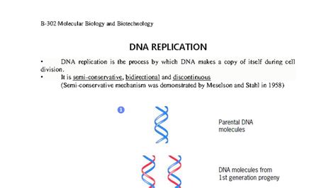 DNA Replication - Molecular Biology and Biotechnology Notes - Studocu