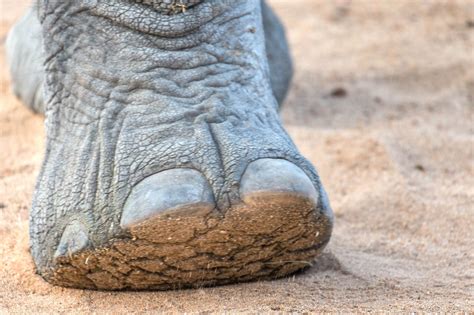 https://cdn.shopify.com/s/files/1/1603/1175/products/Elephant_Foot_051115-9753_2048x.jpg?v=1523576077
