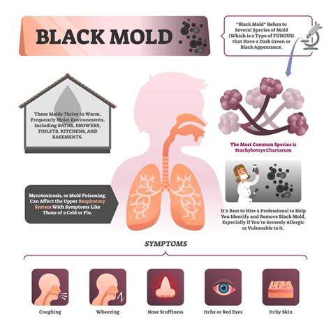 A Full Guide On How To Prevent Mold in Your Bedroom - Good Sleep Anywhere