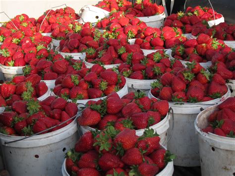 Napa Farmers Market | Napa's Community Market